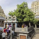 1699257286 mango tree in ekambareswarar temple kanchipuram.jpg